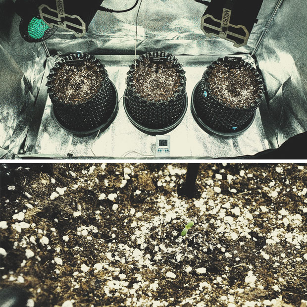 Kweekverslag Purple Punch Automatic Kweekverslag Purple Punch Automatic