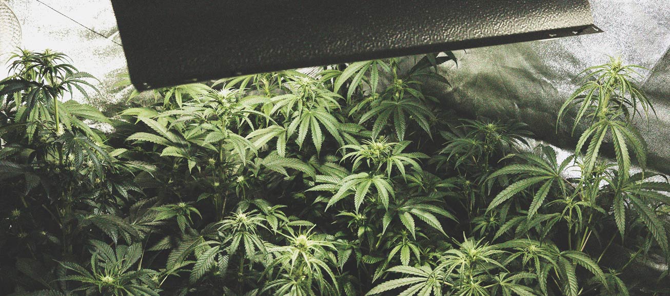 De Ontwikkeling Van Popcorn Toppen Op Je Cannabisplanten Voorkomen De Ontwikkeling Van Popcorn Toppen Op Je Cannabisplanten Voorkomen
