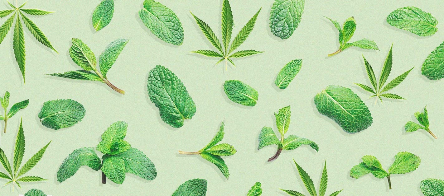 De voordelen van het kweken van munt bij je wietplanten De voordelen van het kweken van munt bij je wietplanten