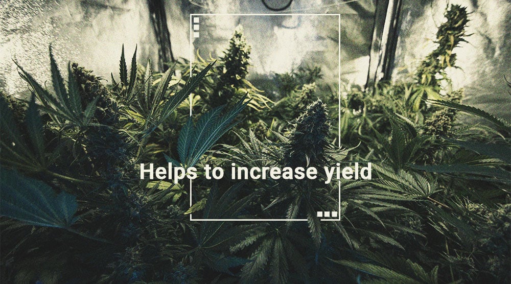 Hoe gebruik je een luxmeter om de oogst van je wietplanten te verbeteren? Hoe gebruik je een luxmeter om de oogst van je wietplanten te verbeteren?