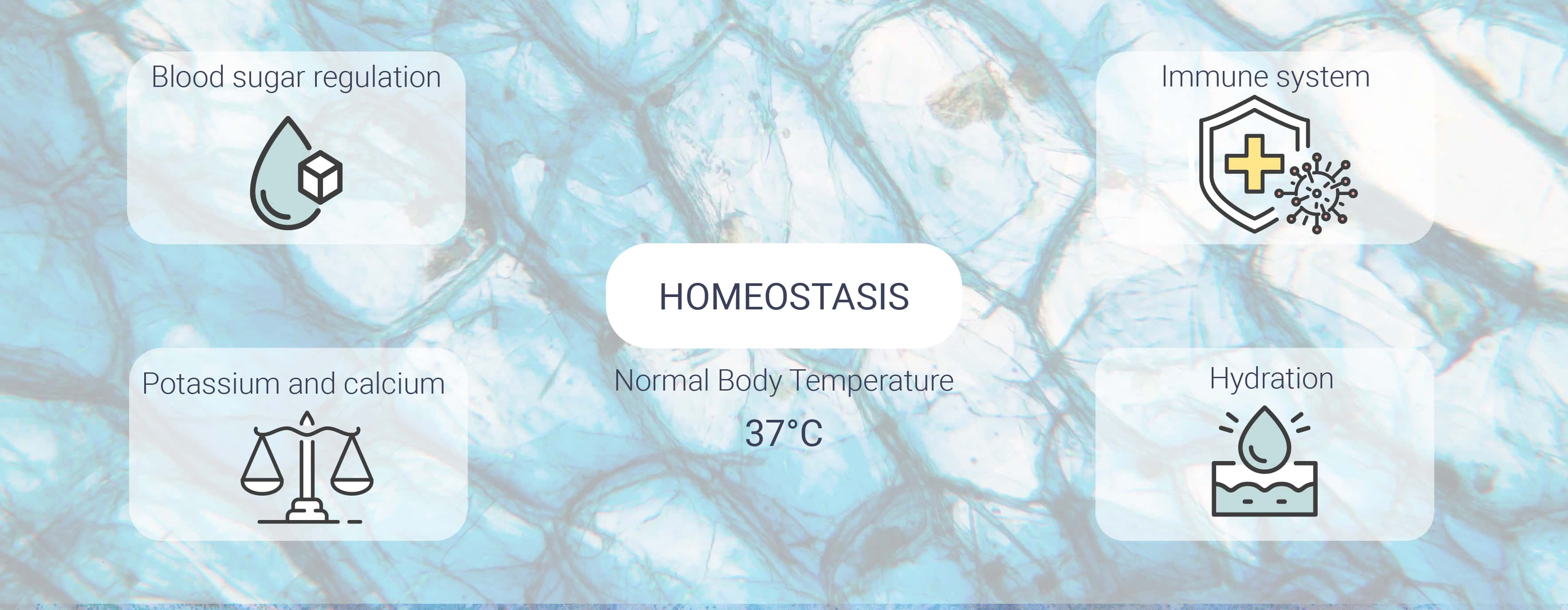 Wat is homeostase?