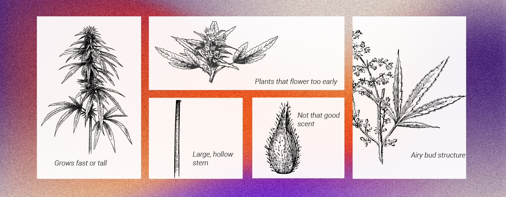 De Beste Manieren Om Mannelijke Cannabisplanten Te Gebruiken