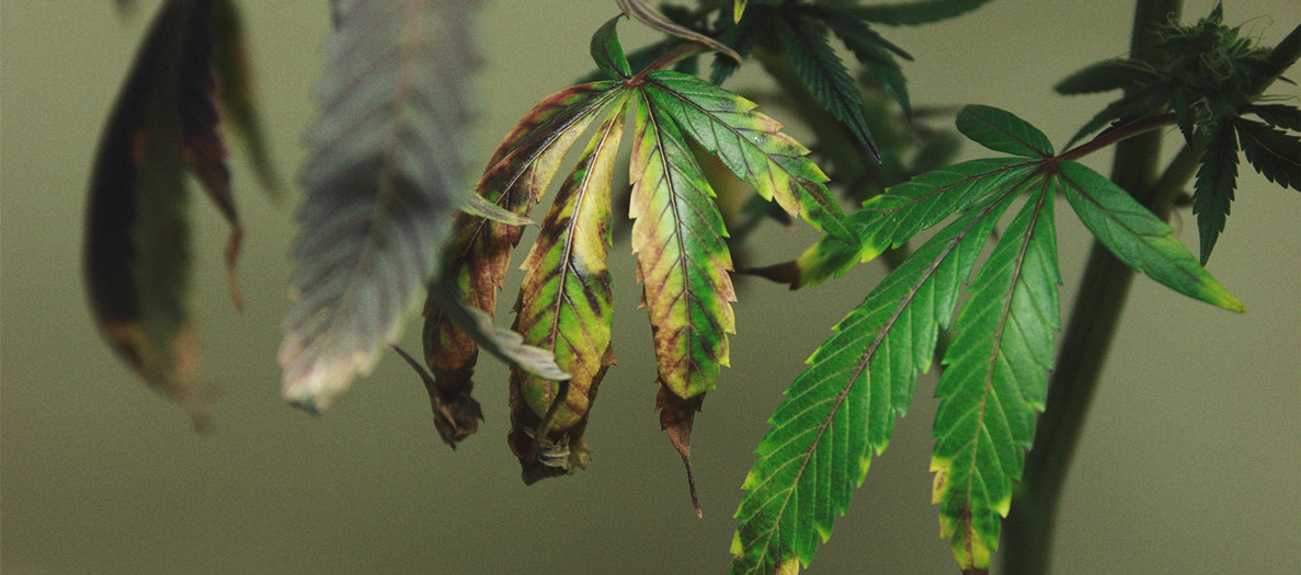 Het herkennen en behandelen van veel voorkomende Cannabiskwalen Het herkennen en behandelen van veel voorkomende Cannabiskwalen