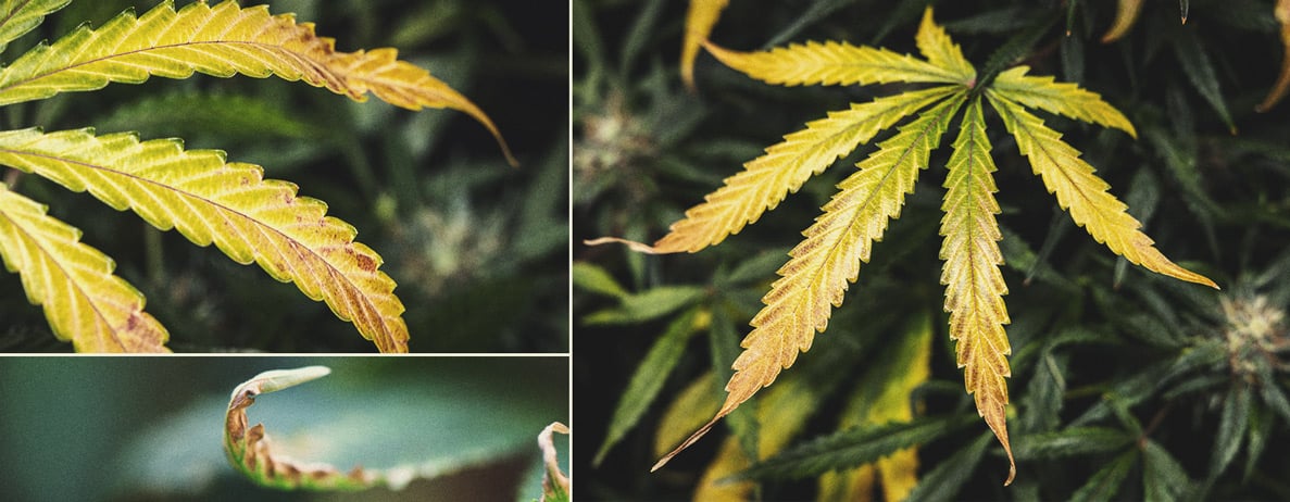 Wanneer Kun Je Een Wietplant Oogsten? Wanneer Kun Je Een Wietplant Oogsten?
