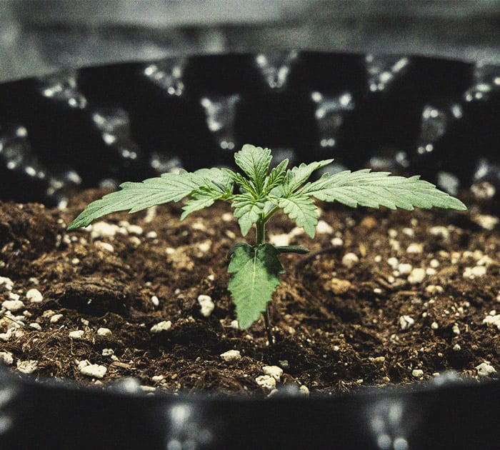 Cookies Gelato Automatic Grow Report Cookies Gelato Automatic Grow Report