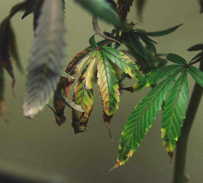 Het herkennen en behandelen van veel voorkomende Cannabiskwalen Het herkennen en behandelen van veel voorkomende Cannabiskwalen