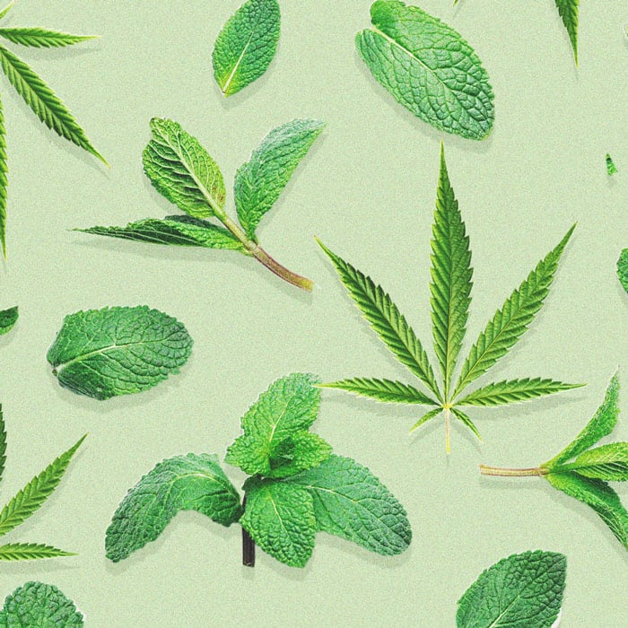 De voordelen van het kweken van munt bij je wietplanten De voordelen van het kweken van munt bij je wietplanten