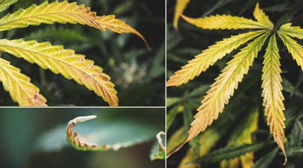 Wanneer Kun Je Een Wietplant Oogsten? Wanneer Kun Je Een Wietplant Oogsten?