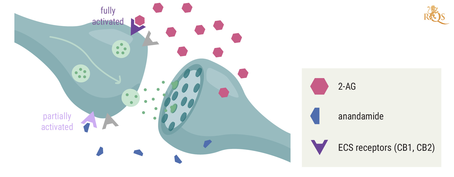 How Is 2-AG Related to Anandamide? How Is 2-AG Related to Anandamide?