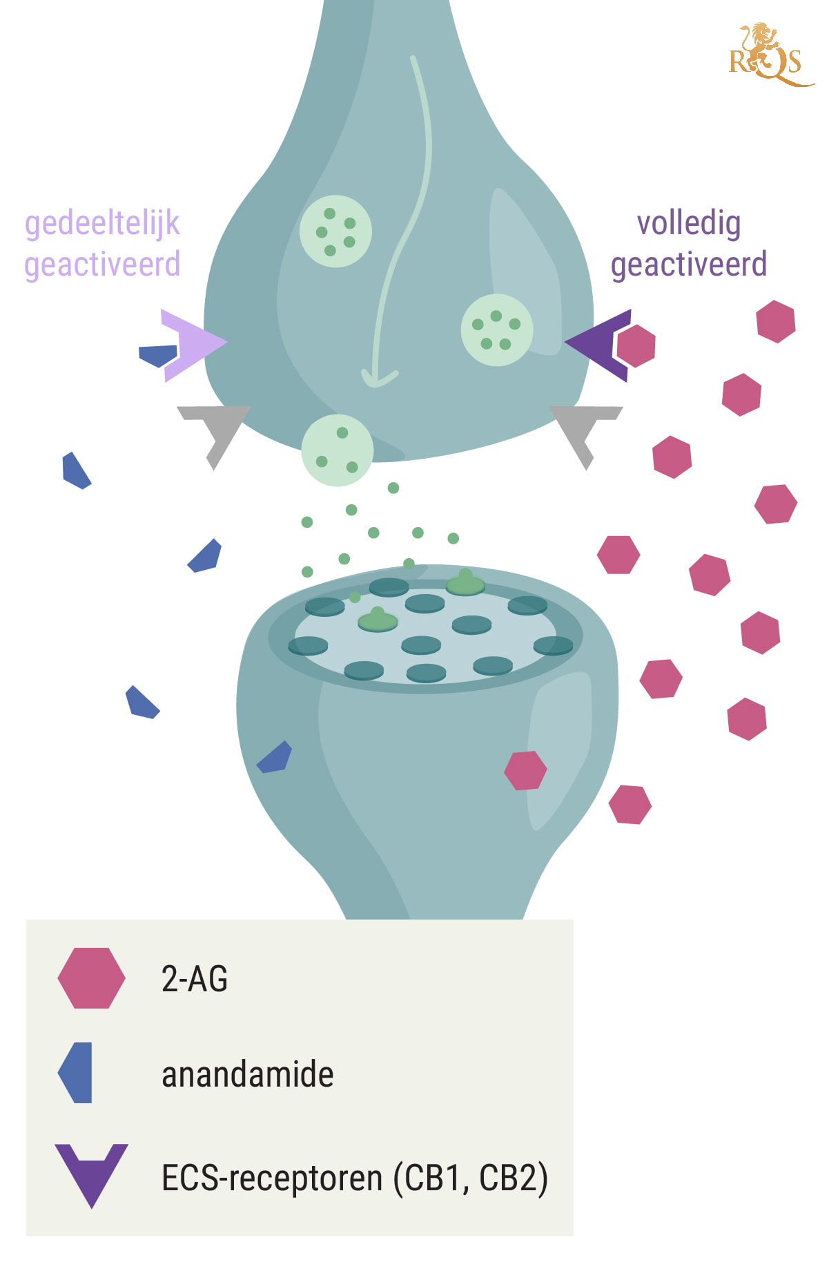 Hoe verhoudt 2-AG zich tot anandamide?