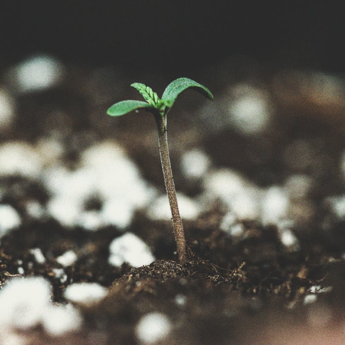 De Cannabiskweek-tijdlijn De Cannabiskweek-tijdlijn
