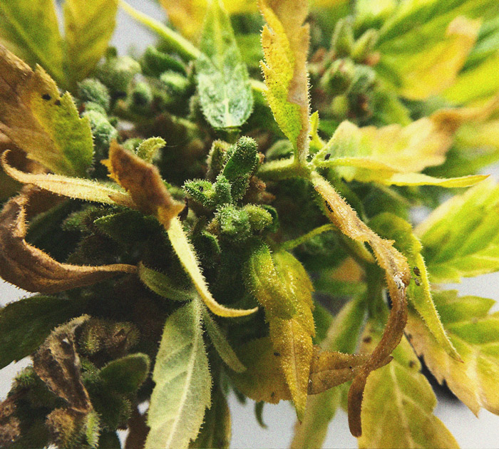 Het herkennen en behandelen van veel voorkomende Cannabiskwalen Het herkennen en behandelen van veel voorkomende Cannabiskwalen