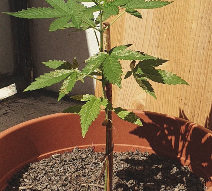 Het herkennen en behandelen van veel voorkomende Cannabiskwalen Het herkennen en behandelen van veel voorkomende Cannabiskwalen