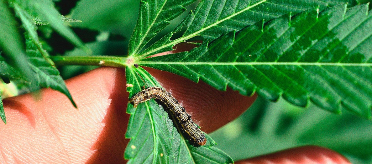 Het herkennen en behandelen van veel voorkomende Cannabiskwalen