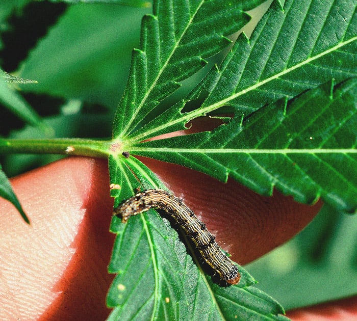 Het herkennen en behandelen van veel voorkomende Cannabiskwalen