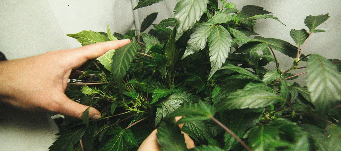 Het herkennen en behandelen van veel voorkomende Cannabiskwalen Het herkennen en behandelen van veel voorkomende Cannabiskwalen