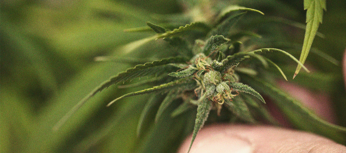 Het herkennen en behandelen van veel voorkomende Cannabiskwalen Het herkennen en behandelen van veel voorkomende Cannabiskwalen