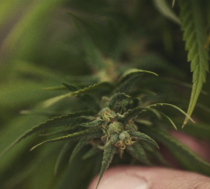 Het herkennen en behandelen van veel voorkomende Cannabiskwalen Het herkennen en behandelen van veel voorkomende Cannabiskwalen
