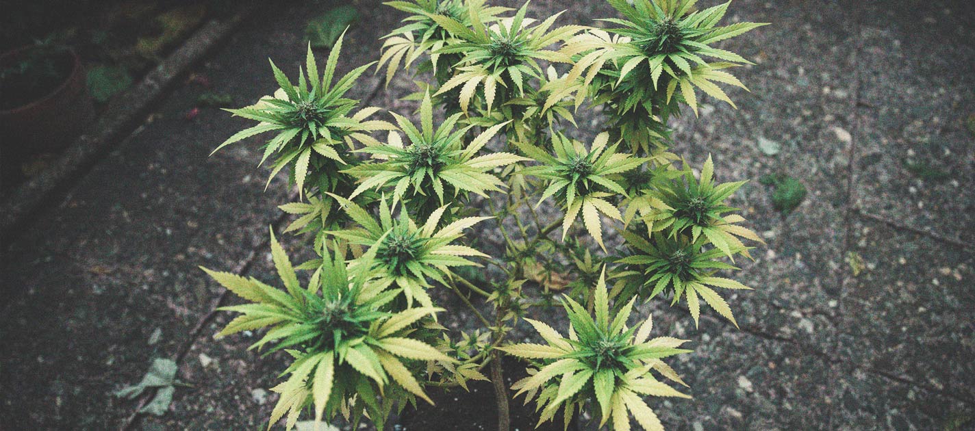 De Ontwikkeling Van Popcorn Toppen Op Je Cannabisplanten Voorkomen De Ontwikkeling Van Popcorn Toppen Op Je Cannabisplanten Voorkomen
