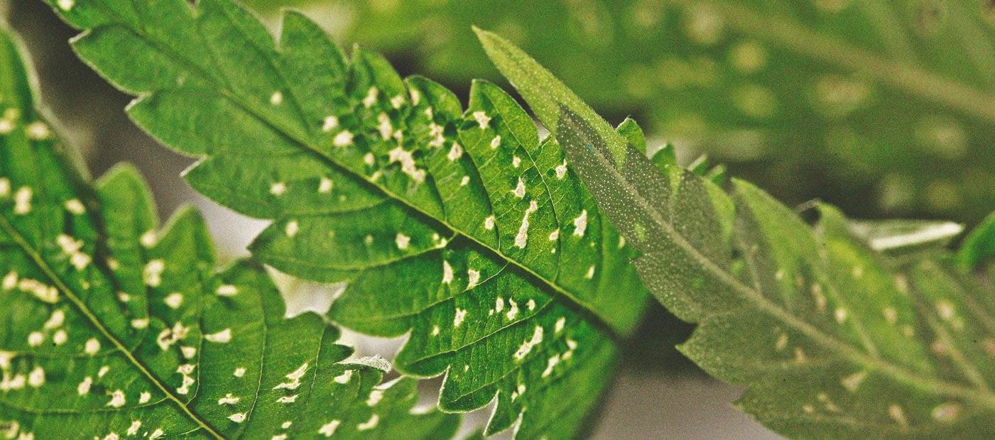 De voordelen van het kweken van munt bij je wietplanten De voordelen van het kweken van munt bij je wietplanten