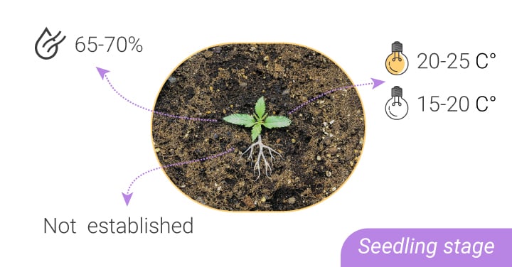 HUMIDITY LEVELS AND TEMPERATURES: FROM SEEDLING TO HARVEST