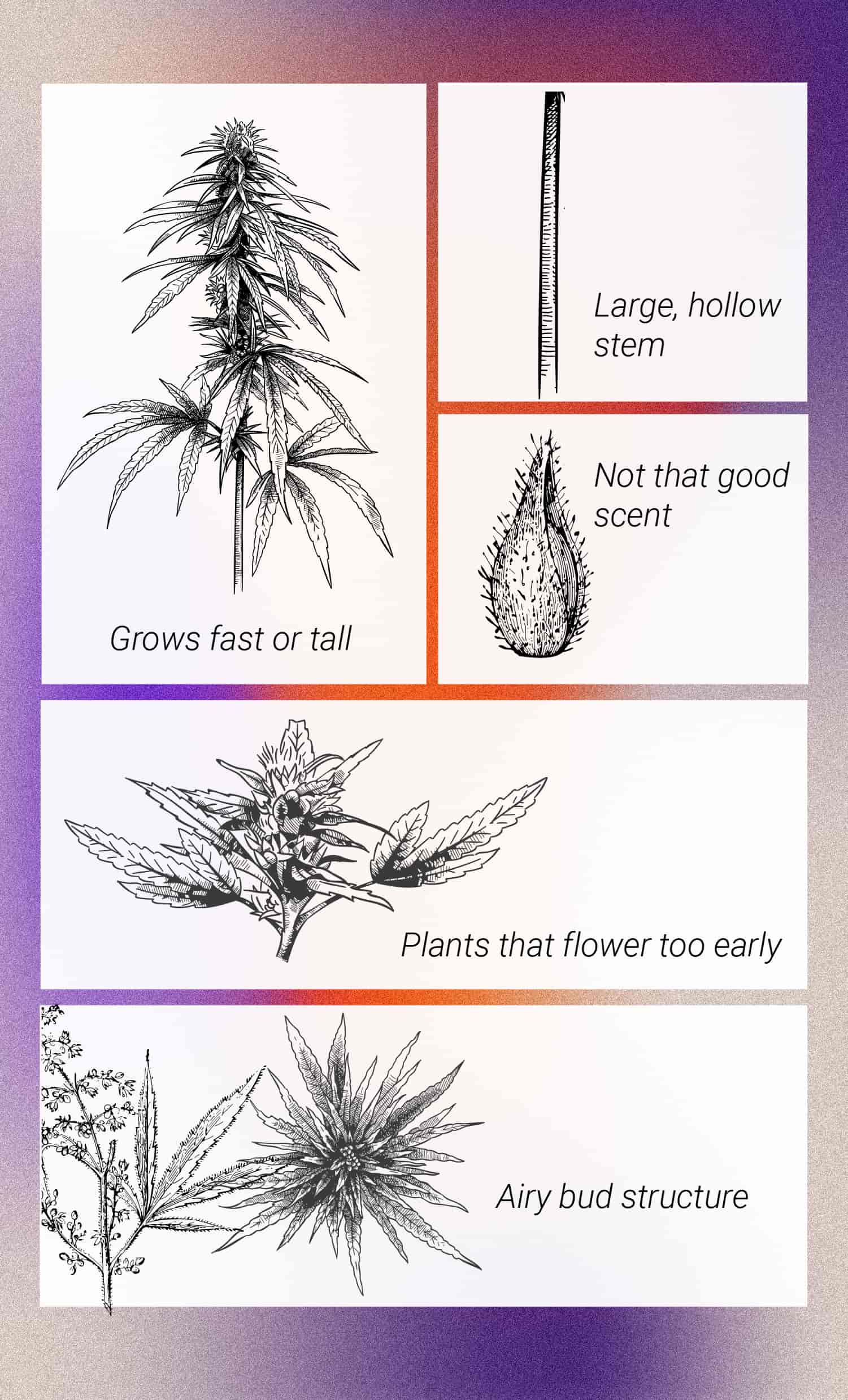 De Beste Manieren Om Mannelijke Cannabisplanten Te Gebruiken De Beste Manieren Om Mannelijke Cannabisplanten Te Gebruiken