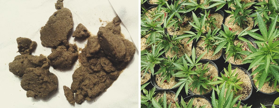 De Beste Manieren Om Mannelijke Cannabisplanten Te Gebruiken De Beste Manieren Om Mannelijke Cannabisplanten Te Gebruiken