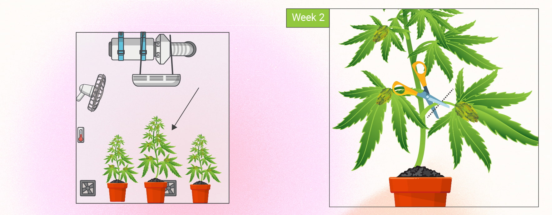 Monster Cropping Cannabis: Step-By-Step Guide Monster Cropping Cannabis: Step-By-Step Guide
