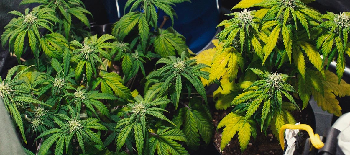 Het herkennen en behandelen van veel voorkomende Cannabiskwalen Het herkennen en behandelen van veel voorkomende Cannabiskwalen