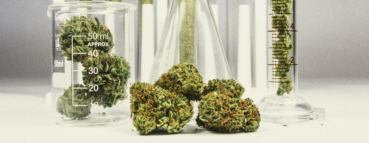 De Beste Manieren Om Mannelijke Cannabisplanten Te Gebruiken De Beste Manieren Om Mannelijke Cannabisplanten Te Gebruiken