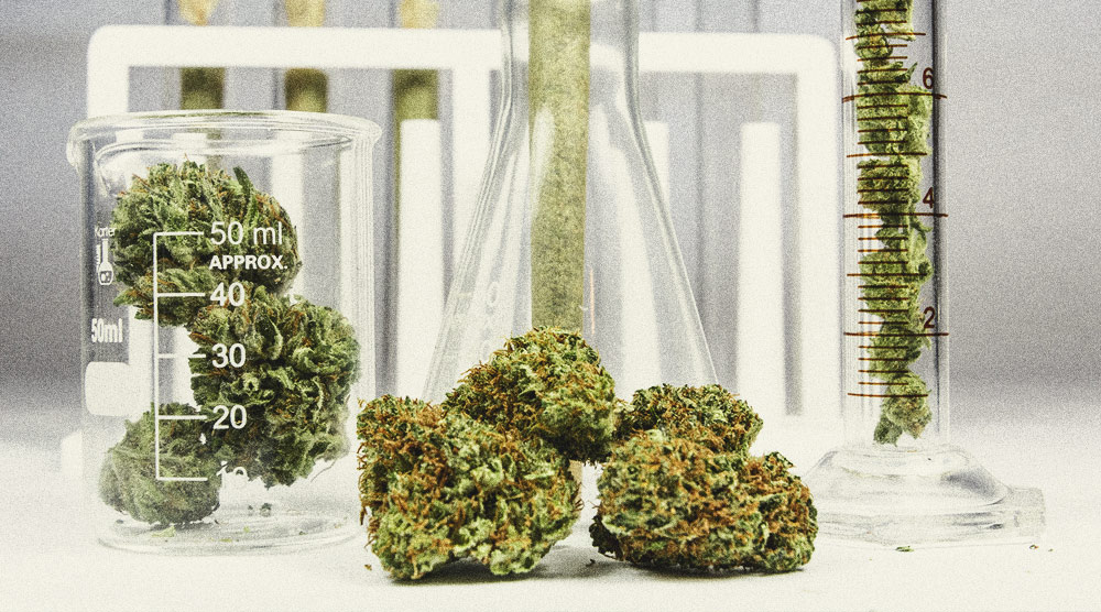 De Beste Manieren Om Mannelijke Cannabisplanten Te Gebruiken De Beste Manieren Om Mannelijke Cannabisplanten Te Gebruiken
