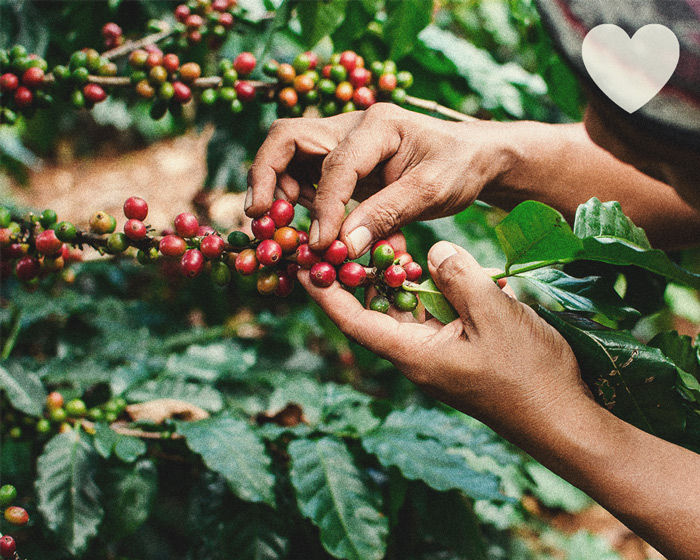 Hoe gebruik je koffiedik als natuurlijke voeding voor wiet?