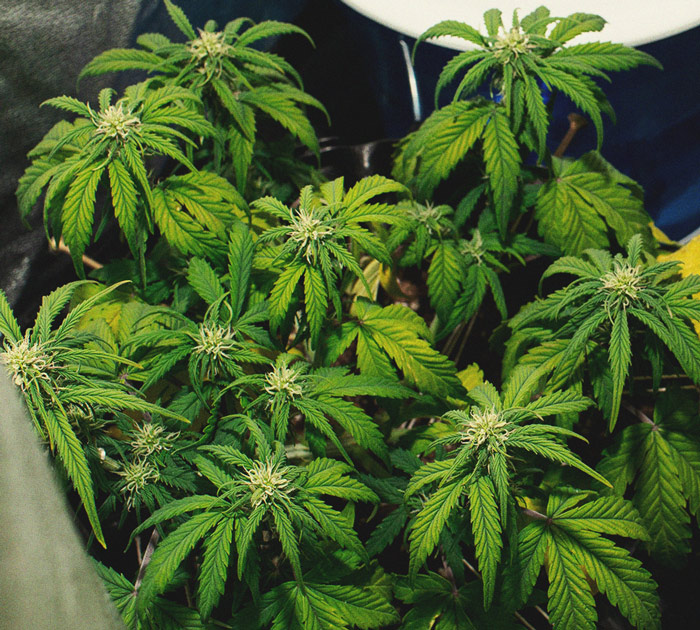 Het herkennen en behandelen van veel voorkomende Cannabiskwalen Het herkennen en behandelen van veel voorkomende Cannabiskwalen