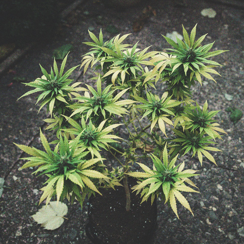 De Ontwikkeling Van Popcorn Toppen Op Je Cannabisplanten Voorkomen De Ontwikkeling Van Popcorn Toppen Op Je Cannabisplanten Voorkomen