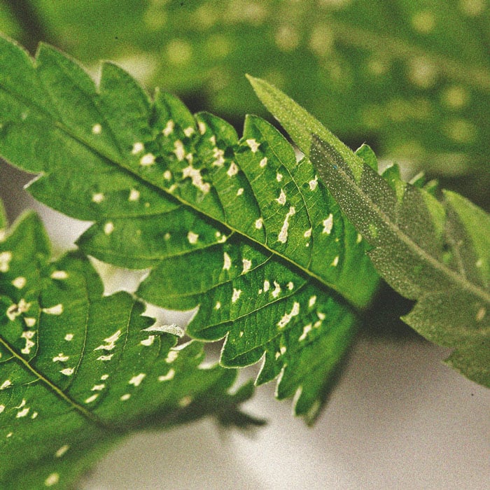 De voordelen van het kweken van munt bij je wietplanten De voordelen van het kweken van munt bij je wietplanten