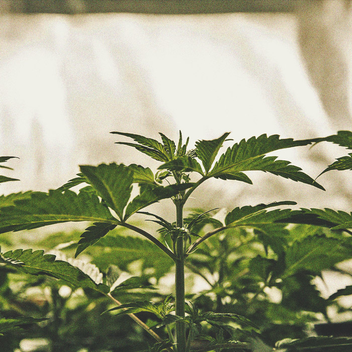 De Cannabiskweek-tijdlijn De Cannabiskweek-tijdlijn
