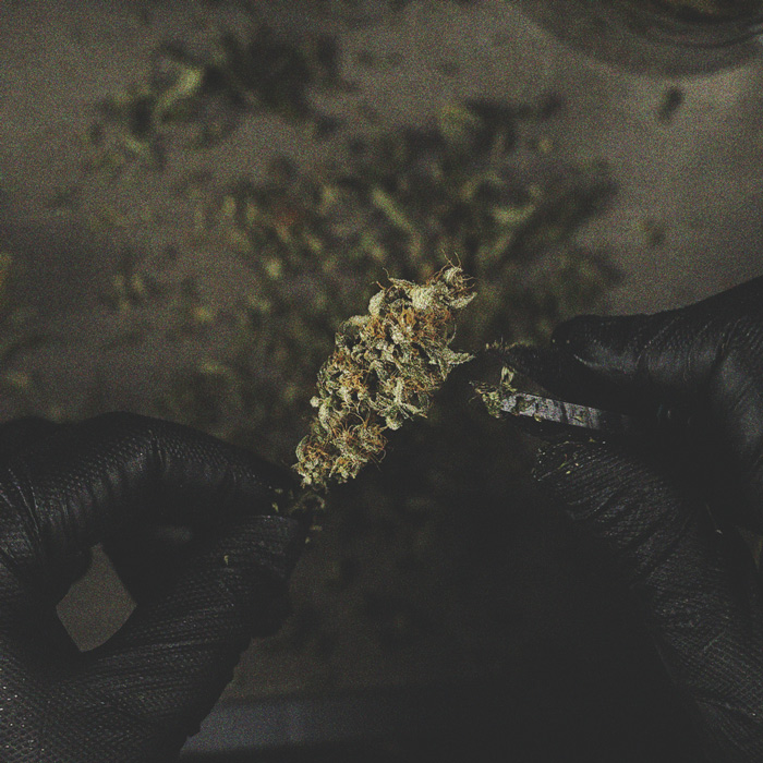 De Ontwikkeling Van Popcorn Toppen Op Je Cannabisplanten Voorkomen De Ontwikkeling Van Popcorn Toppen Op Je Cannabisplanten Voorkomen