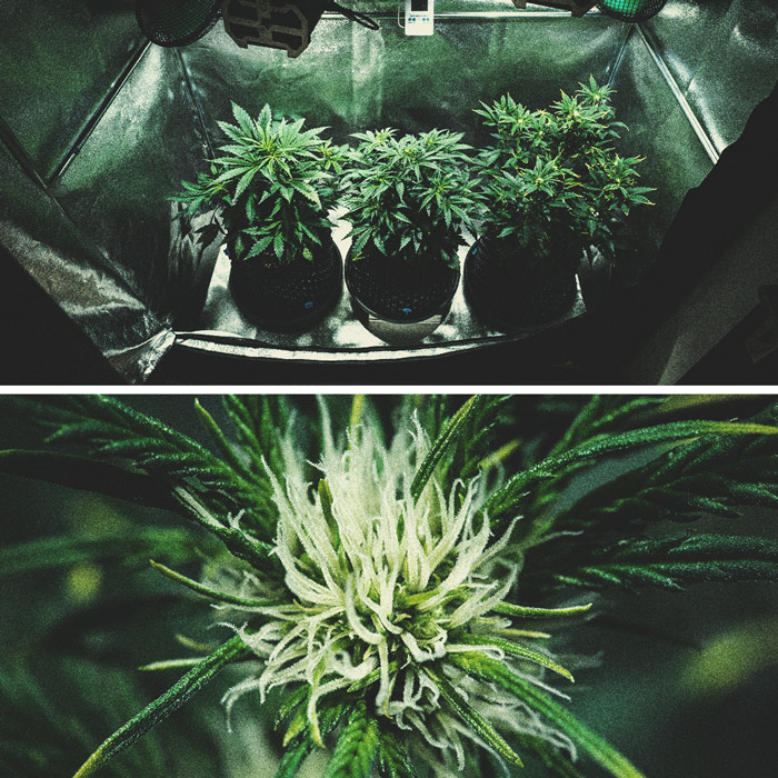 Kweekverslag Purple Punch Automatic Kweekverslag Purple Punch Automatic