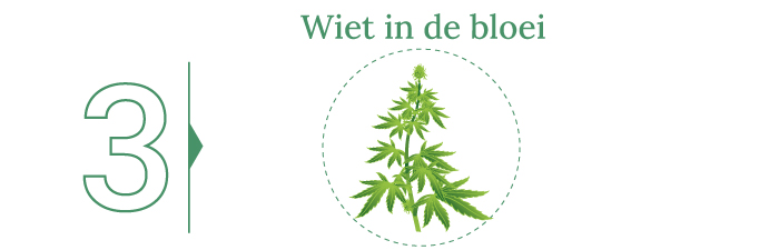 Wiet oogsten!