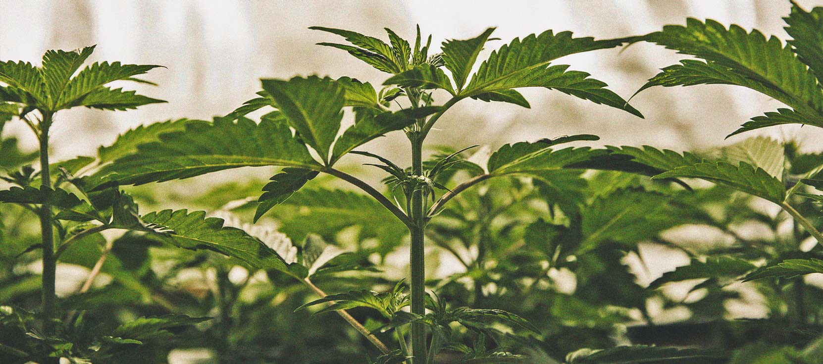 De Cannabiskweek-tijdlijn De Cannabiskweek-tijdlijn