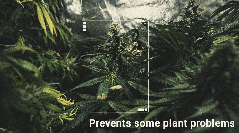 Hoe gebruik je een luxmeter om de oogst van je wietplanten te verbeteren? Hoe gebruik je een luxmeter om de oogst van je wietplanten te verbeteren?