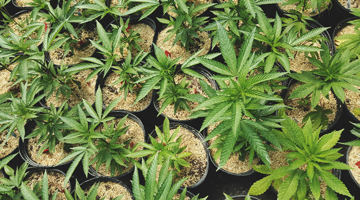 De Beste Manieren Om Mannelijke Cannabisplanten Te Gebruiken De Beste Manieren Om Mannelijke Cannabisplanten Te Gebruiken