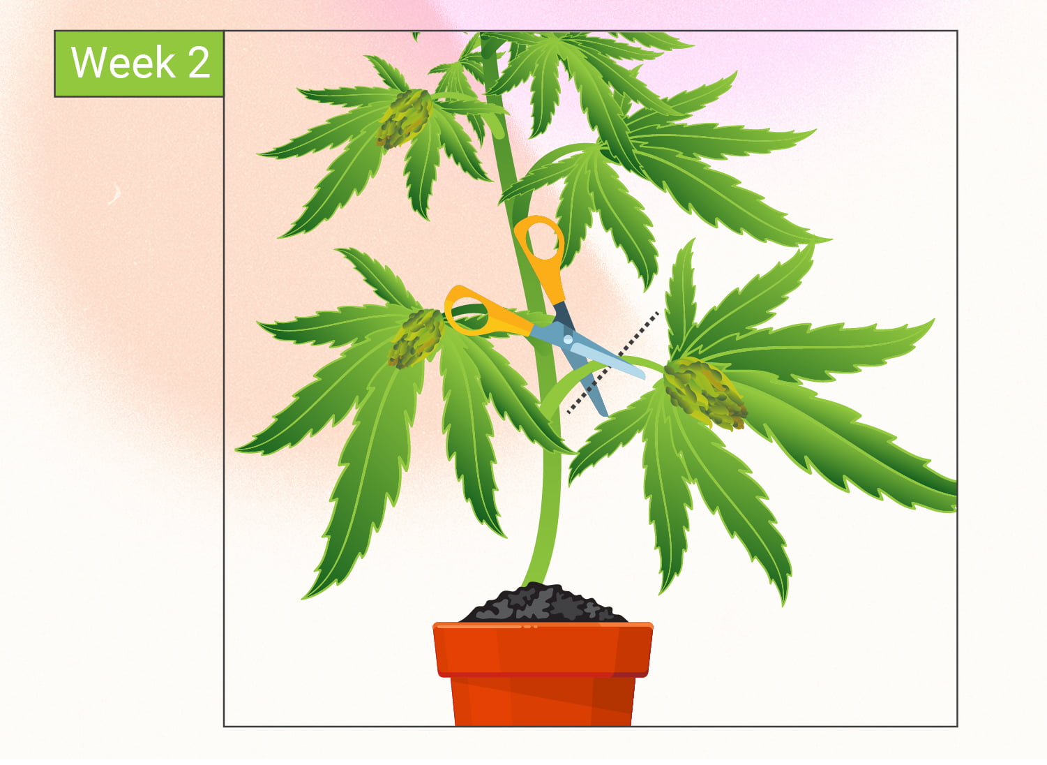 Monster Cropping Cannabis: Step-By-Step Guide Monster Cropping Cannabis: Step-By-Step Guide