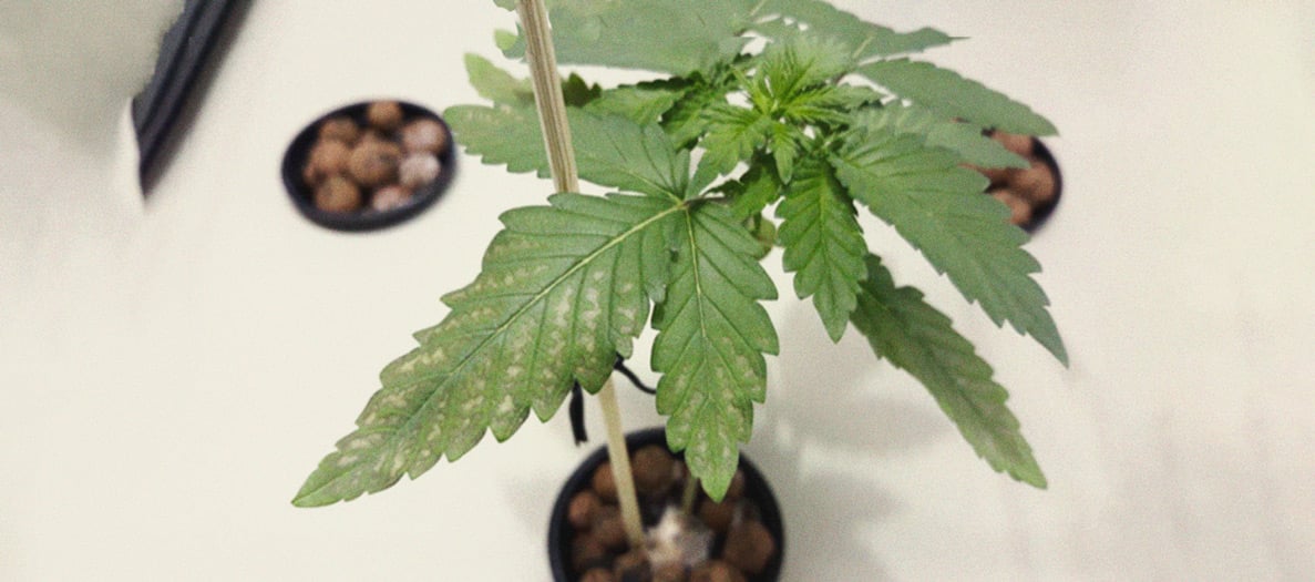 Het herkennen en behandelen van veel voorkomende Cannabiskwalen Het herkennen en behandelen van veel voorkomende Cannabiskwalen