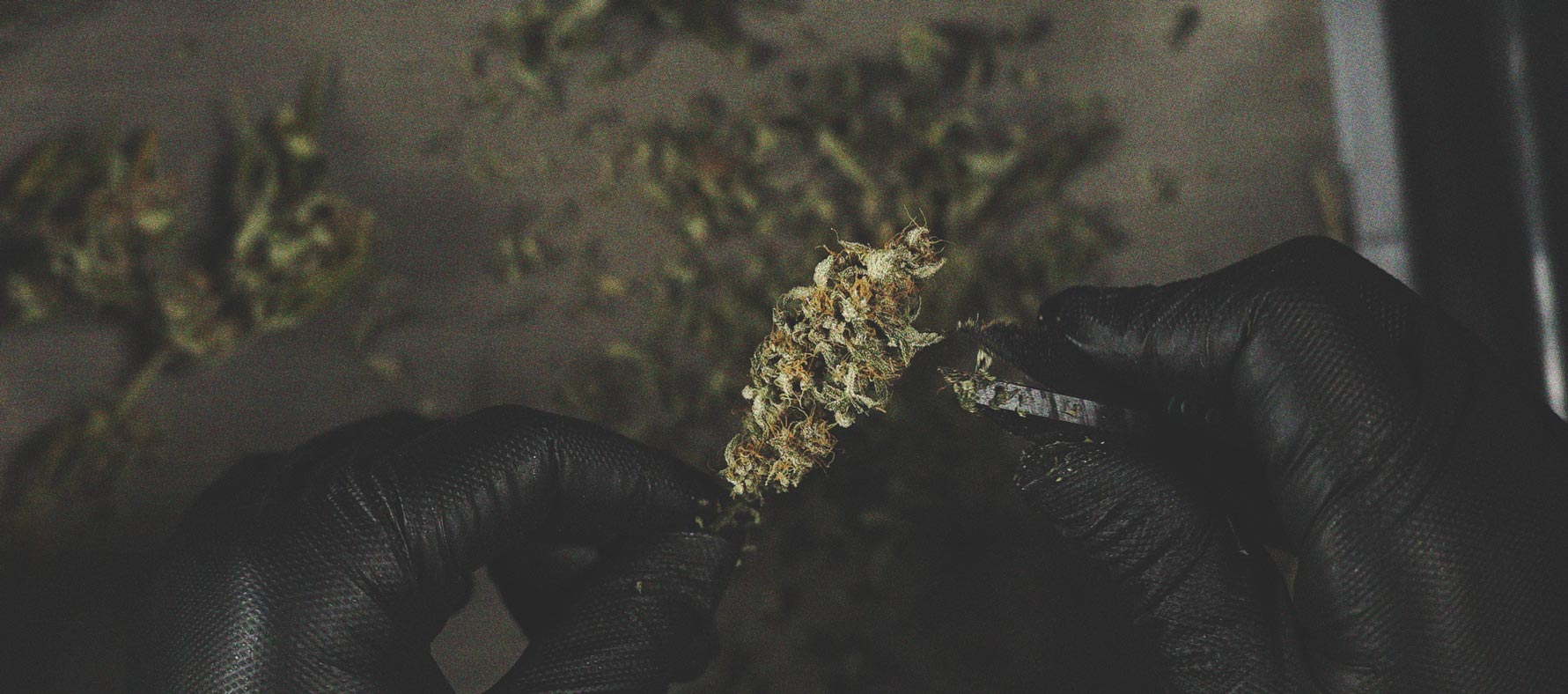 De Ontwikkeling Van Popcorn Toppen Op Je Cannabisplanten Voorkomen