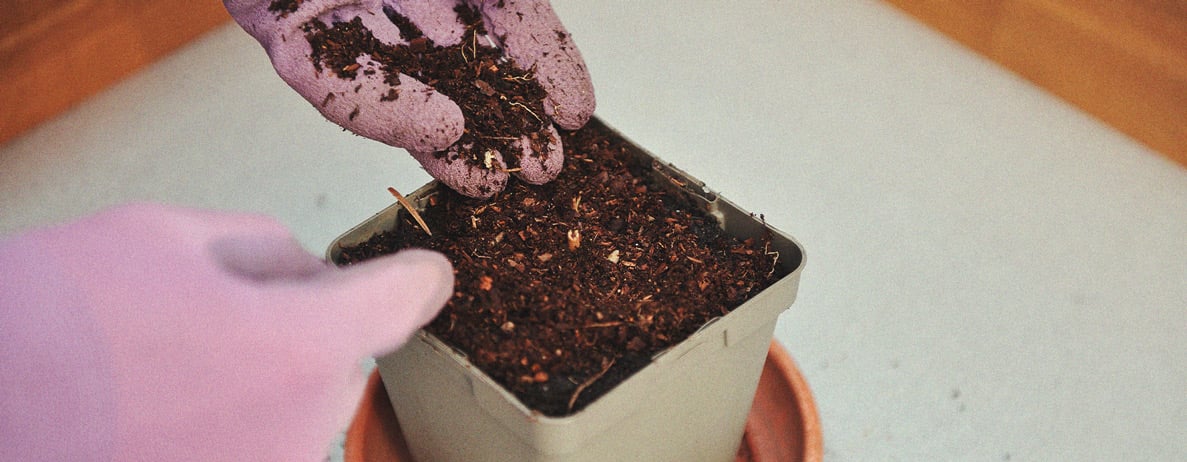 Waarom zeewier superfood voor wietplanten is Waarom zeewier superfood voor wietplanten is