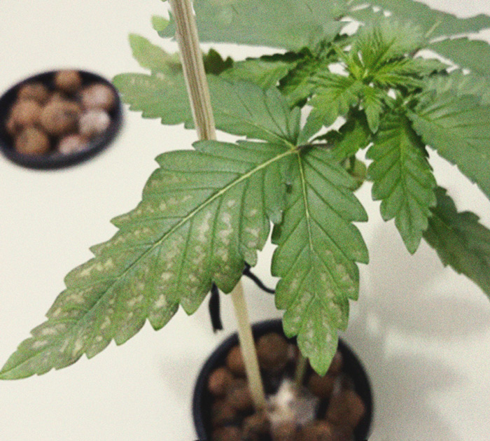 Het herkennen en behandelen van veel voorkomende Cannabiskwalen Het herkennen en behandelen van veel voorkomende Cannabiskwalen