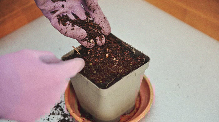 Waarom zeewier superfood voor wietplanten is Waarom zeewier superfood voor wietplanten is