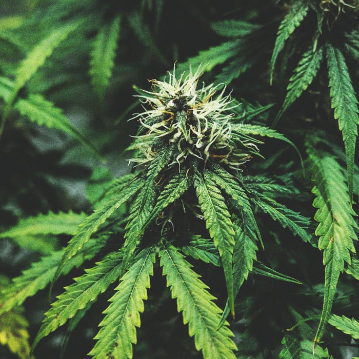 De Cannabiskweek-tijdlijn De Cannabiskweek-tijdlijn