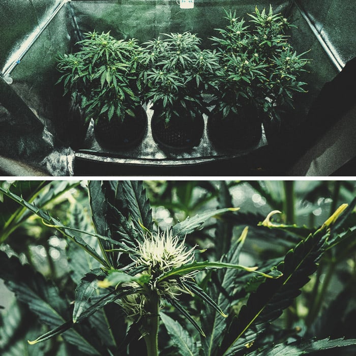 Kweekverslag Purple Punch Automatic Kweekverslag Purple Punch Automatic